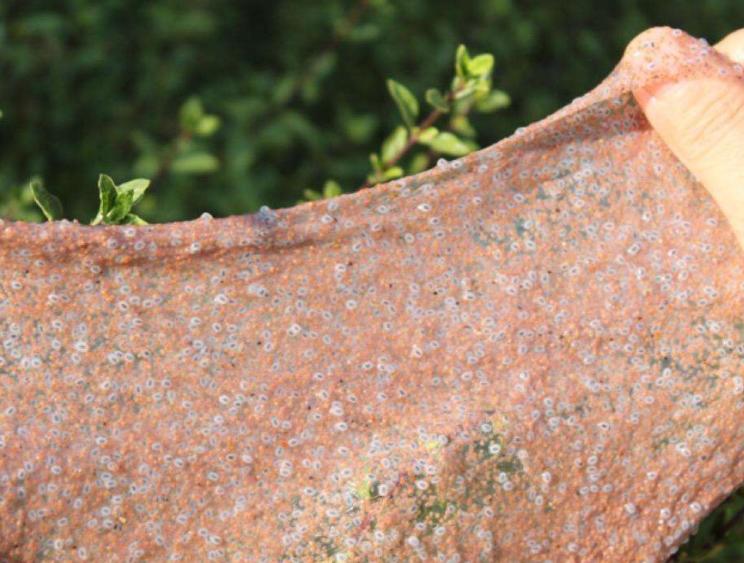 为什么海藻面膜会增大毛孔,为什么海藻面膜很便宜