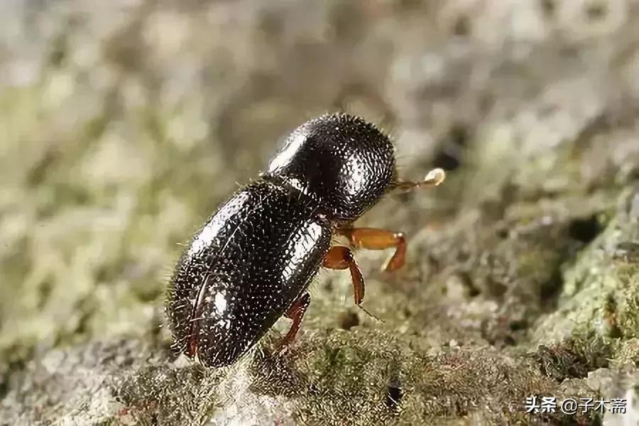 柑橘大实蝇和柑橘小实蝇常规虫害,柑橘虫害高清图谱及防治方法
