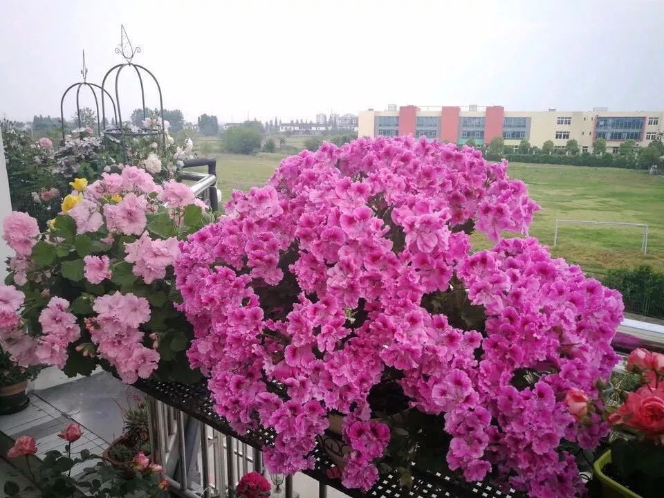 哪些花是开花机器,开花最香最好看繁殖能力还强的花