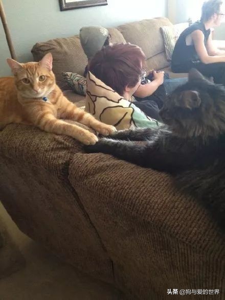 猫猫为什么喜欢躲在暗处扑人,猫猫为什么把爪子藏起来