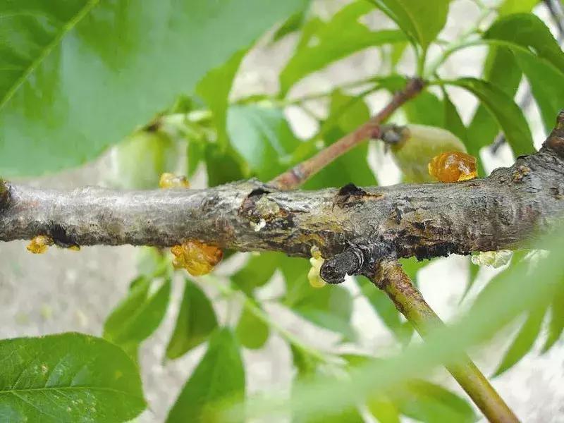 刘全宝果树修剪管理技术视频播放,冬季对果树进行修剪的原因是什么