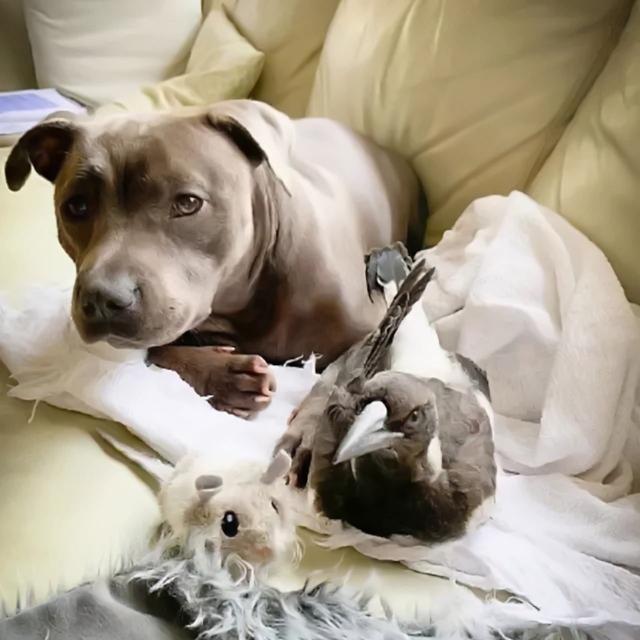 主人救了一只小狗,狗狗怀孕但是它有奶是不是难产