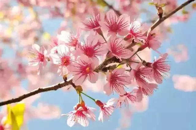 天津赏花好玩的公园,天津东丽湖哪里可以赏花