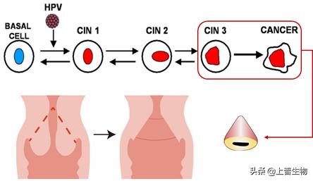 biomedicalmaterials鏈熷垔,biomedicalmaterials