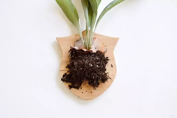 置爱｜植物1.0是种在盆儿里的，植物2.0都趴在墙上的