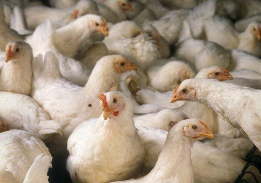 炸鸡叉骨街边火爆美食,全网最火炸鸡叉骨