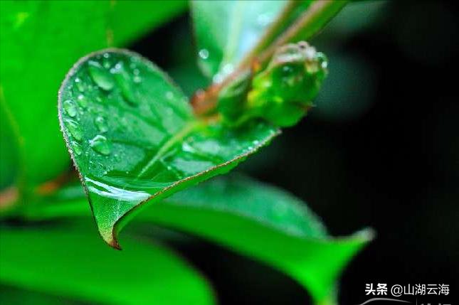 腌蔼青春去，苍茫白露稀