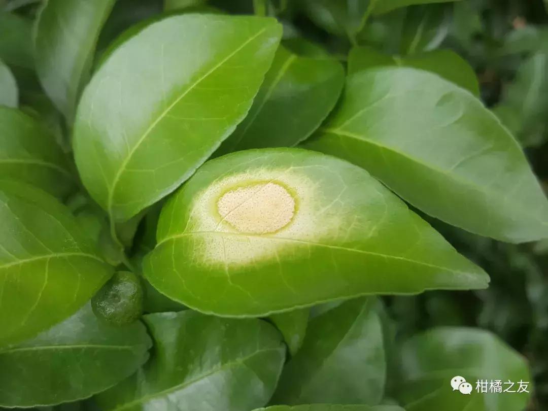 呋虫胺对柑橘幼果有药害吗,柑橘被药害落果怎么补救