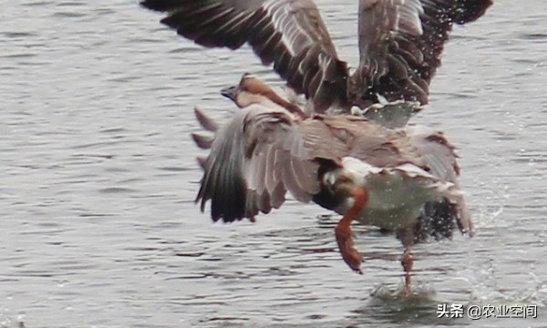 大鹅养殖加工项目,广东养殖肉鹅前景