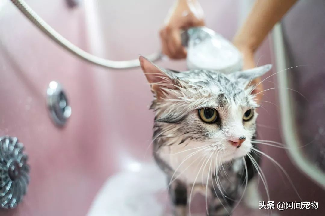 在家给猫咪洗澡要关注什么,在家给猫咪洗澡教程