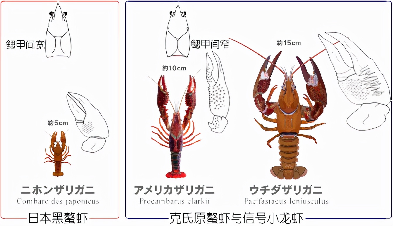 食物扫盲认识小龙虾,餐桌上的动物以及分类