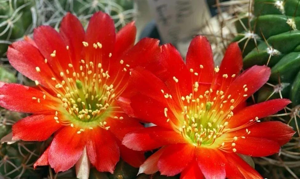 100种仙人球的品种视频,仙人球100种图片高清大图