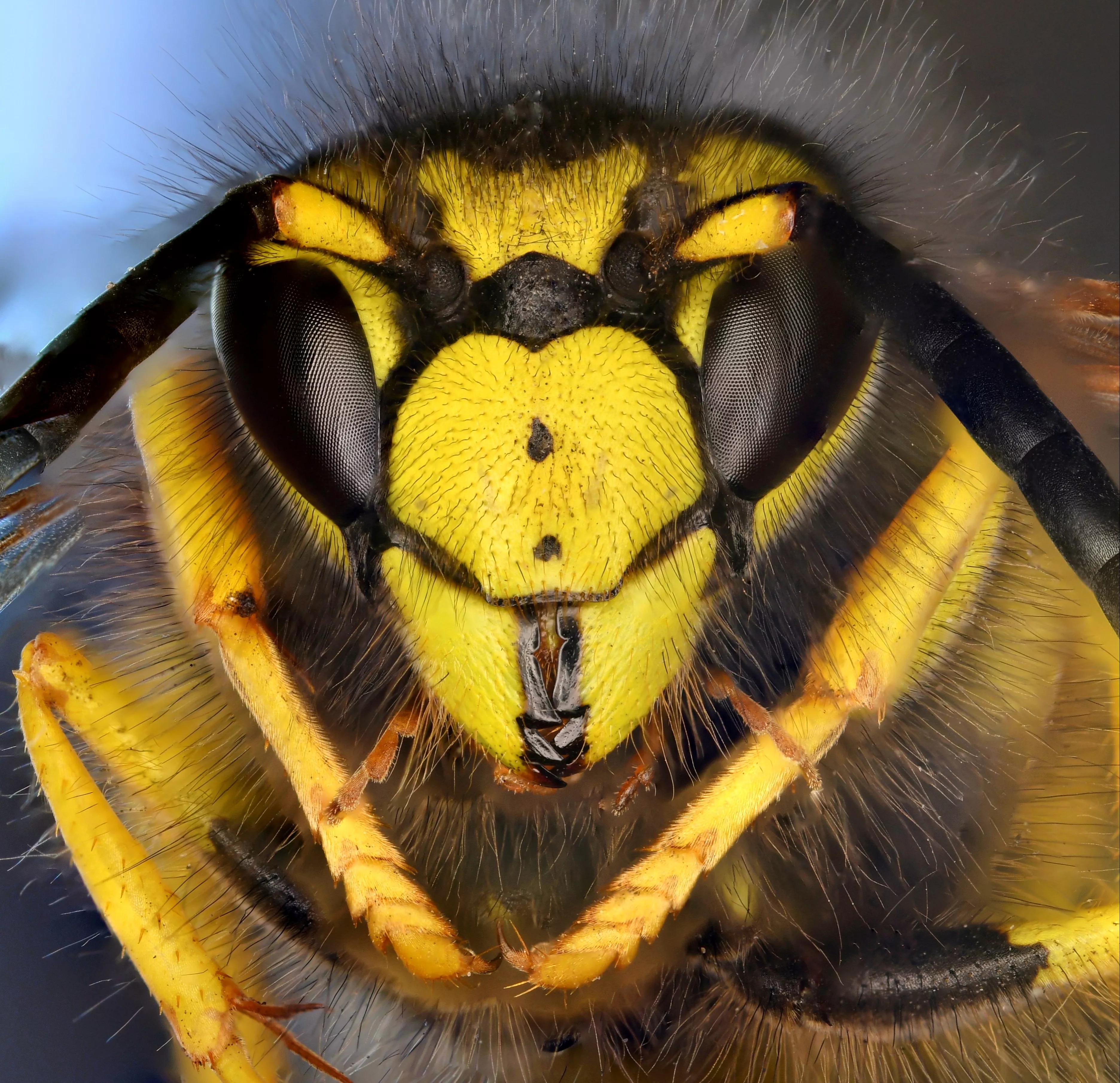 老蛙最强的微距镜头,老蛙25微距镜头