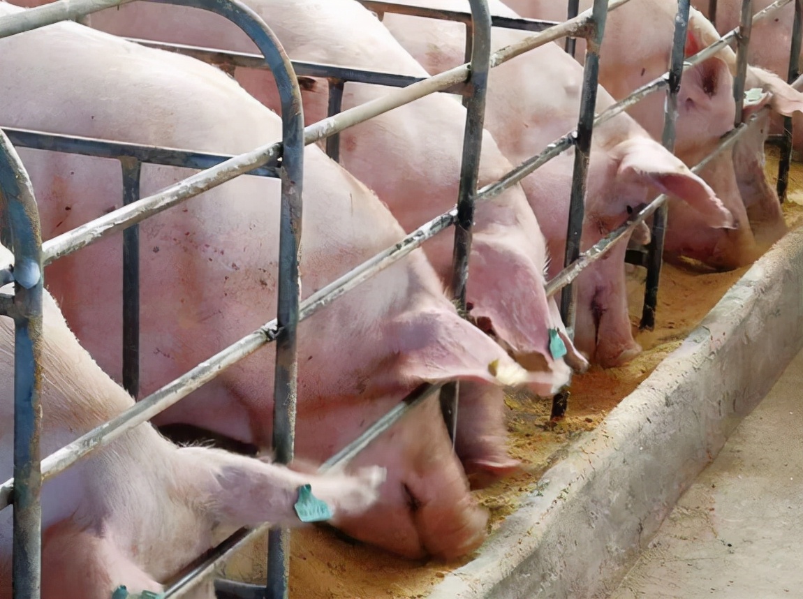 母猪假妊娠的原因及解决方法,母猪假孕的最佳治疗方法