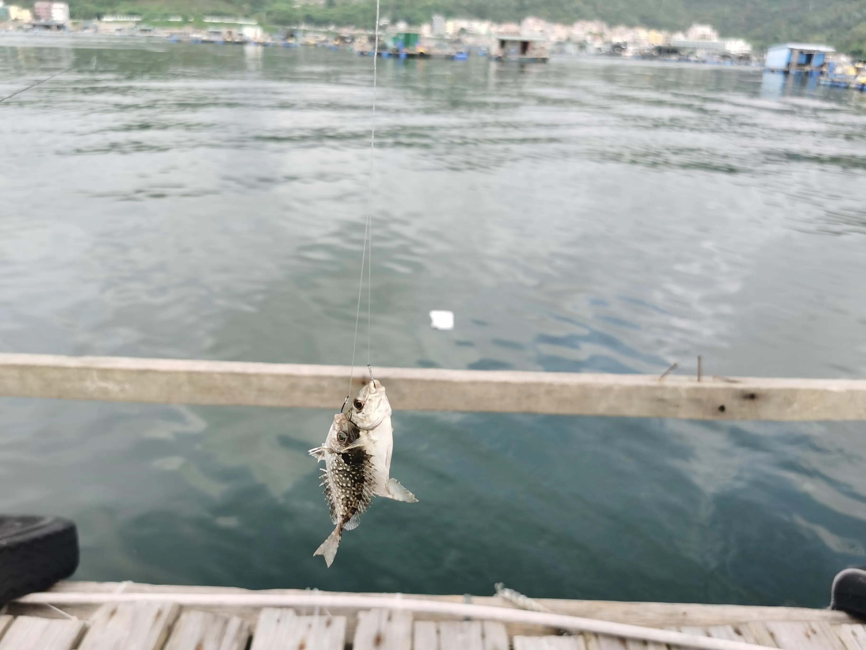南澳海钓钓法大全,深圳大鹏南澳海钓视频