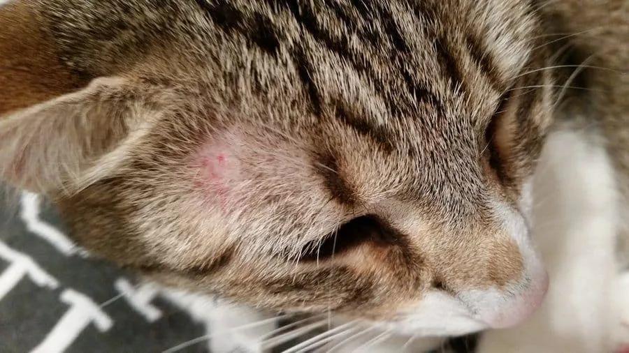 遇到猫癣别崩溃，你是方法没做对