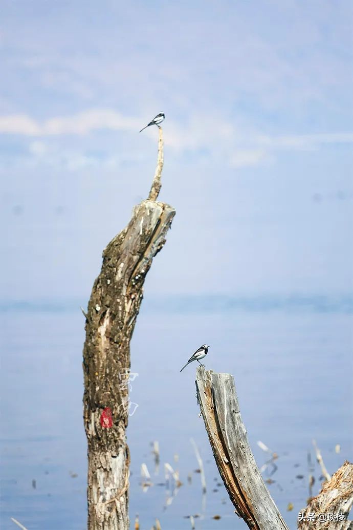 洱海并不是海，环海最美的一段其实是这里，你去对了吗？