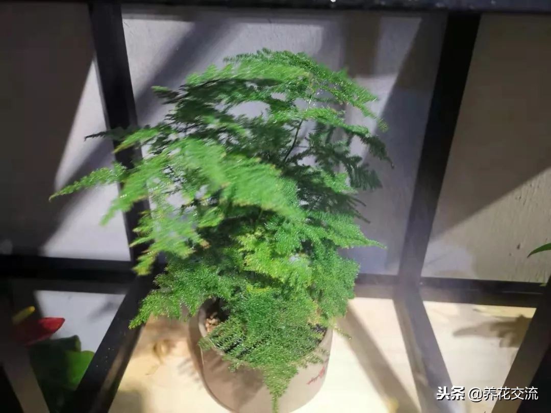 文竹出现黄叶黄茎的状况可以用这种方法处理