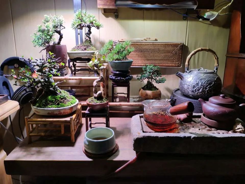 浙江小苗黑松盆景造型设计 (黑松丛林多杆盆景造型)