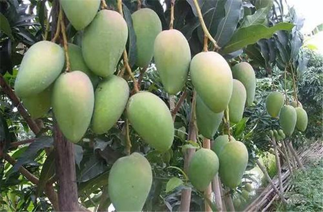 如何解决芒果树害虫,芒果主要虫害及防治方法