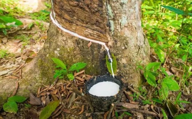 乳胶床垫为什么卖这么贵，原来是有原因的