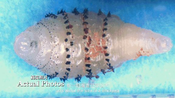 听说这是所有男性都无法承受的痛？