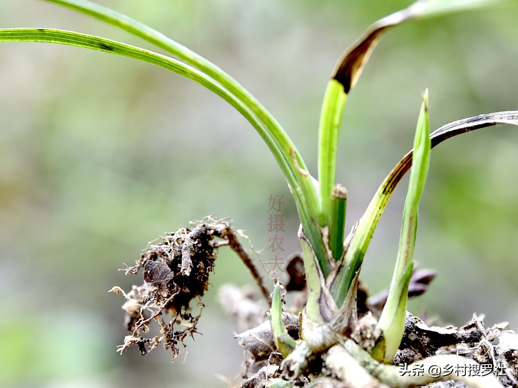 兰花叶片有黑斑，怎么办？4种不同的处理方法须知