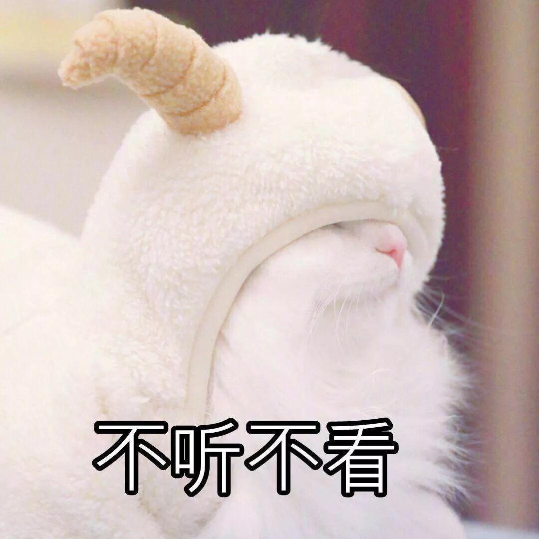 猫咪害怕雷声怎么处理,猫咪为什么怕鞭炮声