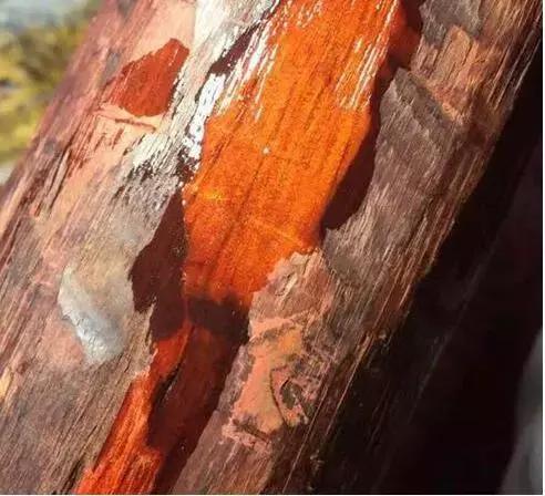 揭秘小叶紫檀造假术你真的知道吗,小叶紫檀造假的各种手段