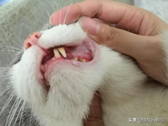 猫咪吞咽困难是口炎吗,猫咪出现吞咽困难是狂犬病吗