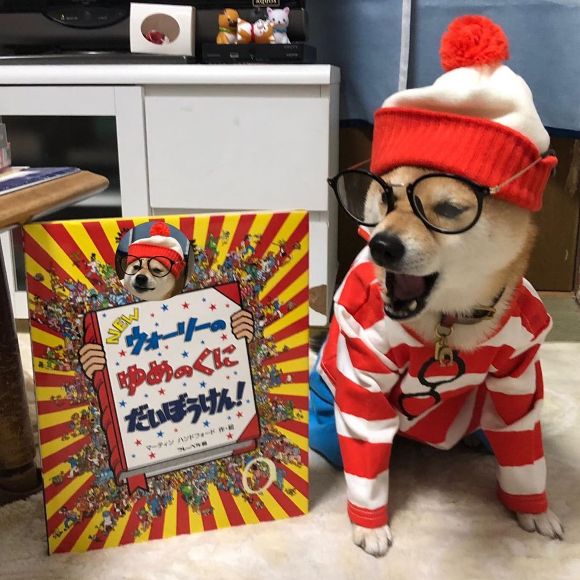 被砖头压住了！影帝柴犬超入戏25个连自己也骗倒的瞬间