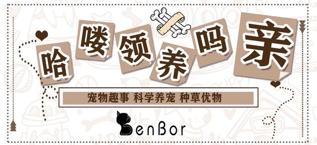 猎犬选什么犬好,狗狗猎犬有哪几种