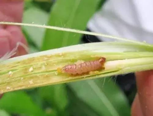 高氯甲维盐杀虫几天死虫,甲维盐杀虫多长时间见到效果