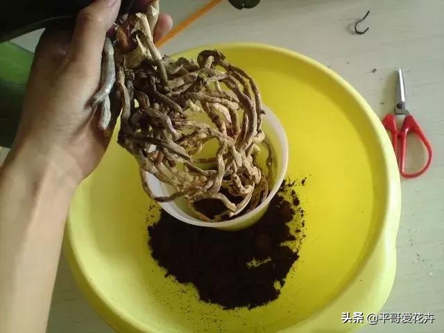 家里养的蝴蝶兰如何繁殖,蝴蝶兰如何防止烂根