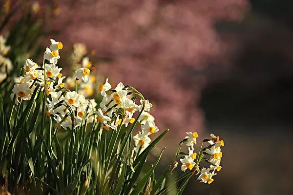 水仙花后期怎么管理,水仙花复花小技巧
