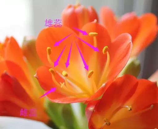 君子兰砍头憋出小芽子怎么养护,君子兰露头后怎么处理