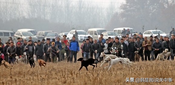 细狗撵兔视频最新精彩瞬间,关中细狗撵兔历史