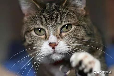 猫传腹是突发性疾病还是遗传疾病 (猫鼻支会遗传给后代吗)