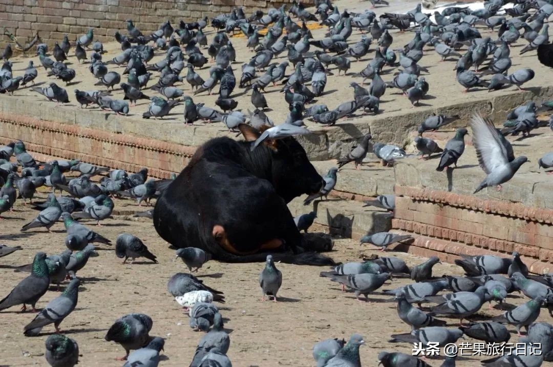 尼泊尔到印度旅游攻略,自驾游去尼泊尔关注事项