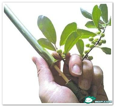 广西80后农村童年经典回忆,80后的童年回忆广西的农村生活