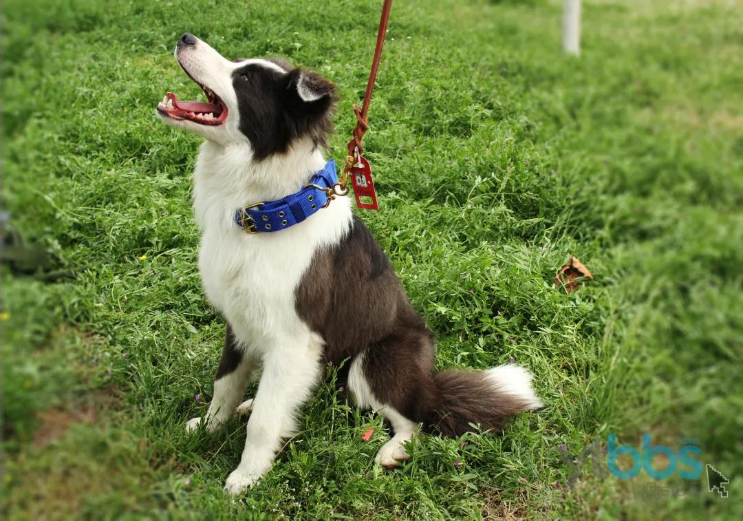 养犬不规范伤人,养犬不规范扰民伤和气