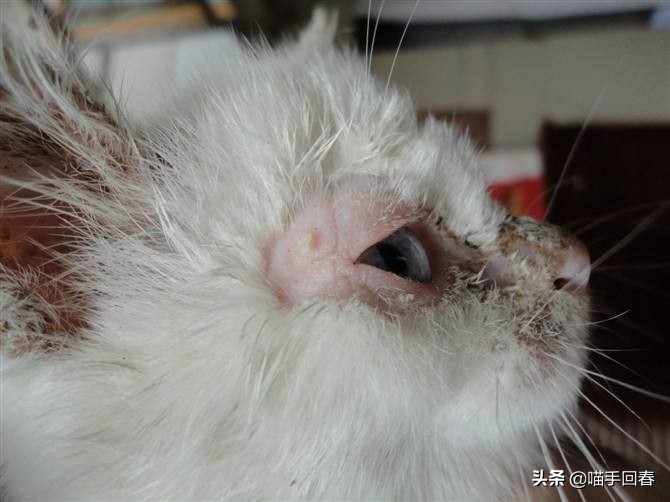 猫咪头部红肿鼻腔出血,猫咪头部结痂掉毛怎么办