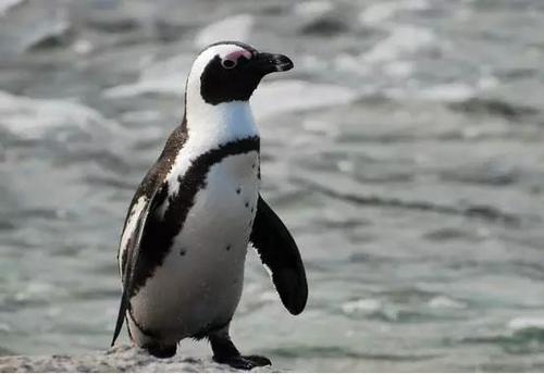 北极有北极熊，南极有企鹅，它们为何要在极地生存？两极外还有吗