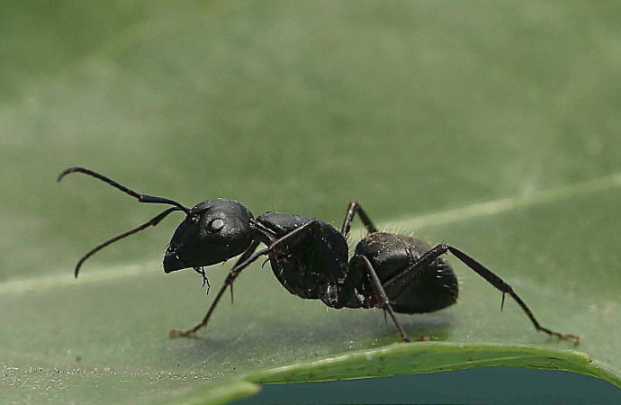 生活中常见的蚂蚁的介绍,关于蚂蚁你已经知道了哪些
