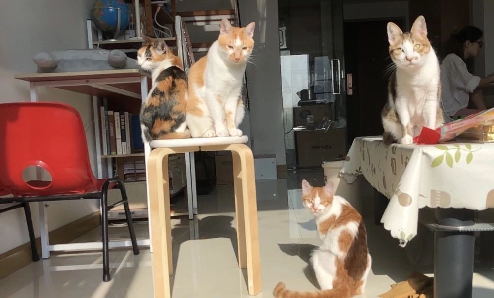 猫三联打一针就能预防猫瘟吗,家里母猫得猫瘟小奶猫咋预防