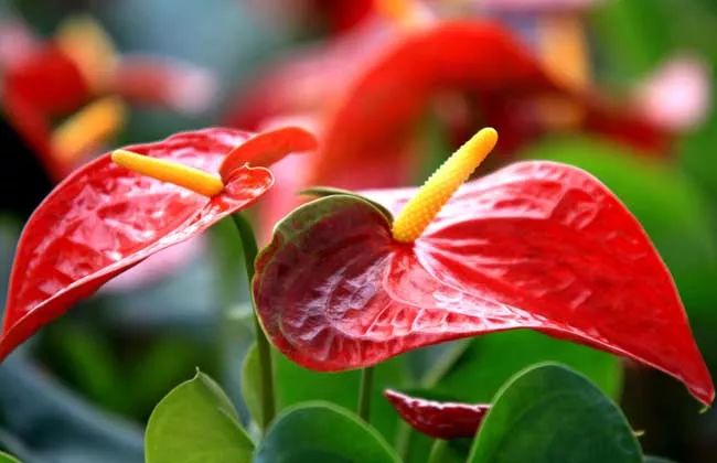 50种鲜切花花语，每个花艺师都要知道
