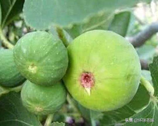 不求外在荣华，只求在基督里长进！关于无花果，你知道多少？