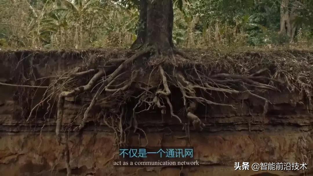 神奇“树联网”，地球本身是一个巨大的超生物体