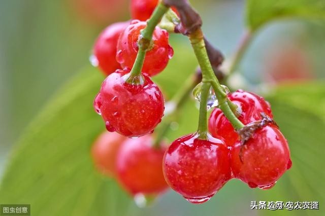 膨大素膨果最快方法,膨大剂可以促进果实生长吗