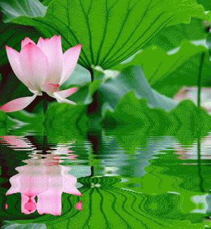 南飞雁答友人,南飞雁古筝原唱